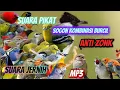 Download Lagu Suara pikat burcil kombinasi sogon dan anakan kutilang kombinasi ampuh suara jernih anti zonk