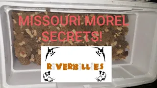 Missouri Morels HOW TO FIND THE MOST