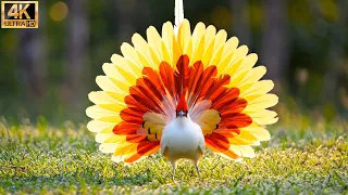 Top 50 Strangest Birds on Earth | 8K Natural Bird Sounds