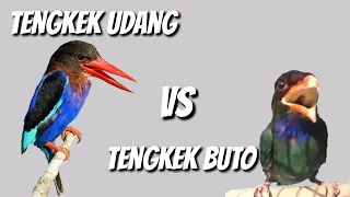 KOMBINASI TENGKEK UDANG VS TENGKEK BUTO JERNIH