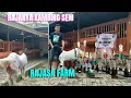 BREDING KAMBING JUARA‼️RAJANYAKONTES 