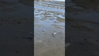 Strutting in low country #shorts