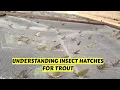 Download Lagu Learn Basics of Insect Hatches for Trout Fishing