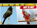 14 Birds That Look Like Cardinals But Is Not with Pictures