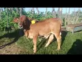 Download Lagu farming (3)