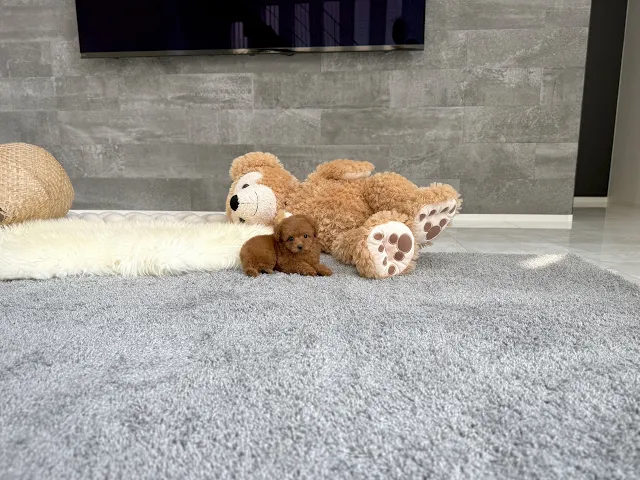 動画