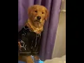 Download Lagu Dog scared of the word “mom”🤣#dog #doglover #pets #animals #funnypets #funnyanimals