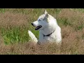 Download Lagu HUSKY and BESTIES ~ fun in Summer fields ~ long cool grass ~ too hot for running ..