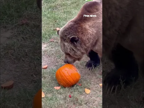 WATCH: Bears get into the Halloween spirit with PUMPKIN snacks