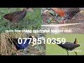 Download Lagu Tiếng chim chàng nghịch , nhát hoa , chim quốc LH. 0899165855