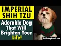 Imperial Shih Tzu - Adorable Dog That Will Brighten Your Life