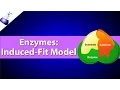 Enzymes The Induced Fit Model