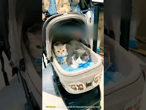 How did the cat get on the plane? ✈️🐱