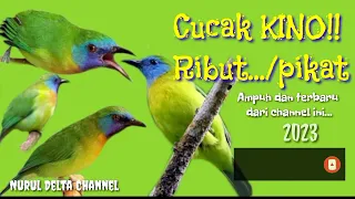 suara pikat burung cucak kinoi ribut