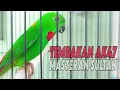 Download Lagu Masteran Serindit Gacor Nembak AK47, Ampuh Untuk Masteran Muraibatu