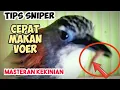 CARA MELATIH SNIPER TEPUS DADA PUTIH AGAR MAKAN VOER