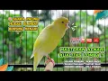 Download Lagu Kenari GACOR NGEREK‼️ Masteran Kenari PAUD dan Pancingan Kenari MACET BUNYI dan Betina NGIWIR - 104