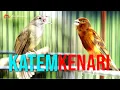 Lagu KAPAS TEMBAK GACOR VS KENARI GACOR DURASI PANJANG