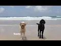 10 Dog Names Inspired by the Beach Cute Puppy Names Girl Dog Names Wag Howl