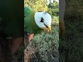 burung punai kembang #burungpunai #punai #burung
