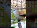 Download Lagu top pancingan burung bahan lekas gacor khas pelanduk semak ngleper. #birds