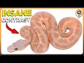 5 MORE of My Favorite DARK Ball Python Morphs - These Genes create insane Contrast