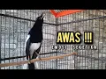 Download Lagu SUARA BURUNG kacer gacor NGEPLONG TARUNG ini paling AMPUH buat PANCINGAN KACER agar EMOSI NYAUT