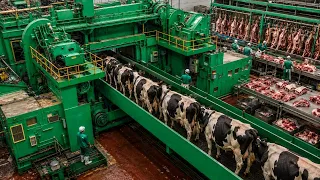 🐄 Amazing Modern Dairy Farm  Cow Milking, Feeding & Milk Transport