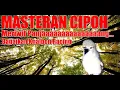Download Lagu Masteran Cipoh / Sirtu Biar Meriwit Panjang Banget