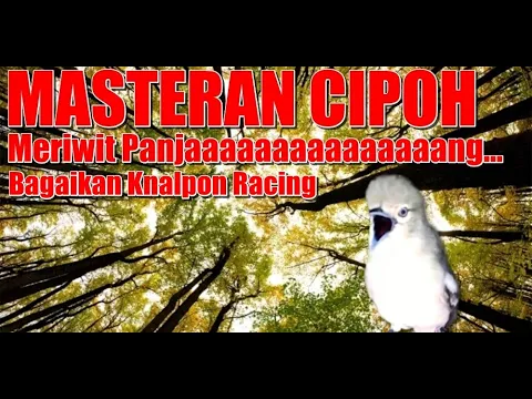 Download MP3 Masteran Cipoh / Sirtu Biar Meriwit Panjang Banget