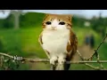 Lagu MEOWL MEME (IM A NEW SOUL