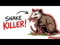 Never Kill This Opossum It Eats Venomous Snakes In Your Backyard