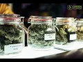 Core Knowledge Every Cannabis Budtender Should Know Max Montrose Green Flower