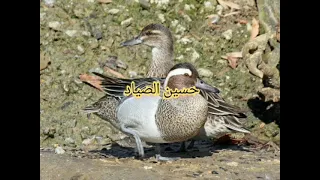 صوت حذاف وهرار مصجعر 