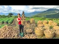 Download Lagu TIMELAPSE -- 299 Days Harvest Many Giant Potatoes, Go to Market Sell - Grow Bok Choy
