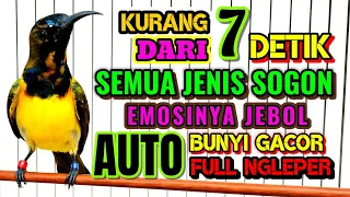 penjebol emosi pancingan sogon bahan agar bunyi gacor