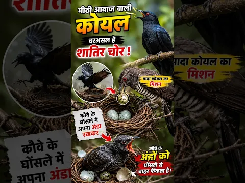 पक्षियों का सबसे शातिर चोर 😱 #short