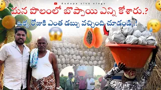 మన పొలంలో బొప్పాయి🥺ఎన్ని కోశారు చూడండి|papaya harvested||papaya agriculture in india|UAE TELUGUVLOGS