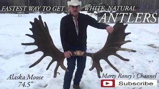 Fastest Way to Get White Natural Antlers by Marty Raney