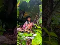 Download Lagu momen sedih ketika bertemu dengan gadis kecil ditengah hutan ‼️ #sedih #nangis #gadiskecil #hutan