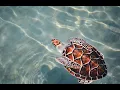 TURTLE REHABILITATION CENTER PRECEDENT CASE STUDIES SECTION 1