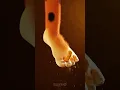 Download Lagu This Cheetos rebrand is crazy.