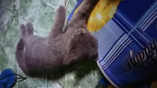 massage neko