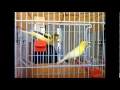 Download Lagu CD EKΠΑΙΔΕΥΣΗΣ TIMBRADO (CANTO DE CANARIO TIMBRADO ESPAÑOL )
