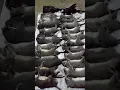 Lagu Tikus ekor putih siap di olah dan di masak#shorts