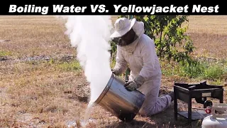The Best Way to Destroy a Yellowjacket Nest - Boiling Water = Complete Destruction