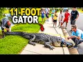 Giant 11ft Gator Captured At Florida Apartments