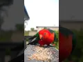 Download Lagu amazing ####the red and green parrot ######boutyfull