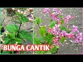 Download Lagu Cara menanam bunga nona makan sirih dari batang||How to|| plant a flower, eat betel from the stem