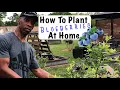 How to Plant Blueberries at Home for AMAZING Results